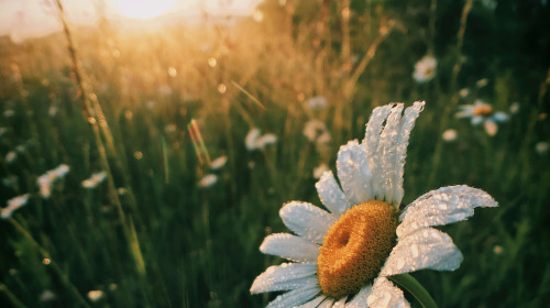 Lo primero: haz que surjan la bodhichitta y la naturaleza de la mente