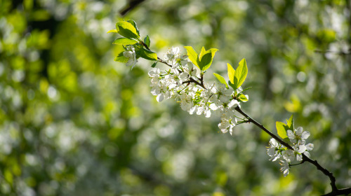 El Libro Tibetano de la Vida de la Muerte es como un maestro